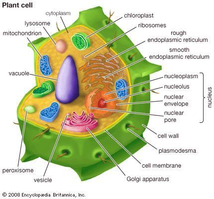 3d plants cells model